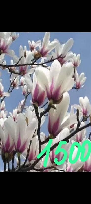 Көчөттөр — 9