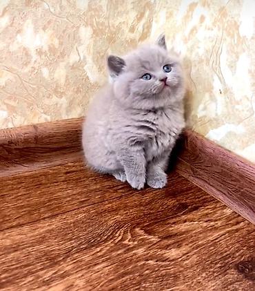 Pişiklər: Britan — 3