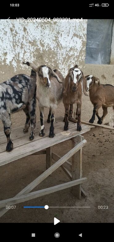 зааненские козы: Продаю | Козлёнок | Для разведения, Для молока | Племенные