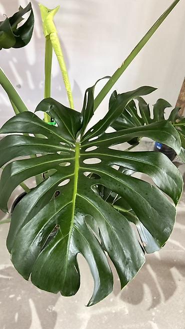 деликатесы: Монстера делициоза (Monstera deliciosa), крупное взрослое комнатное — 1
