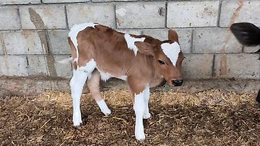 Коровы, быки: Продаю | Бык (самец) | Симментальская | Для разведения — 12