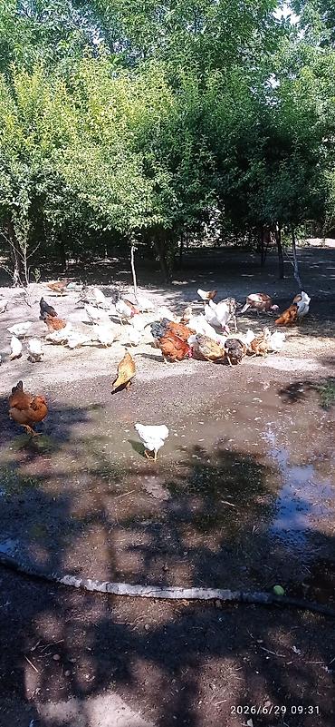 прикол курочки: Продаю курицы и гуси — 3