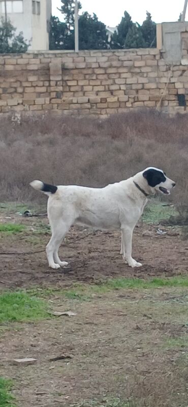 İtlər: Alabay, 1 il, Dişi, Peyvəndli, Ödənişli çatdırılma — 2