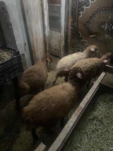 Рогатый скот: 😍😍😍Qoyun sürüsü – 4 baş - Növ: Yerli ətlik/yunlu qoyunlar - Say: 4 — 3