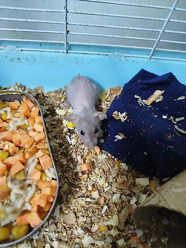 Крысы: Продам маленьких крысят Рэксов . Есть в продаже клетки поильники — 9