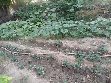 Продажа коттеджей и домов: Продаётся дом село Полтавке в одном участке два дома 1ый дом полтора — 13