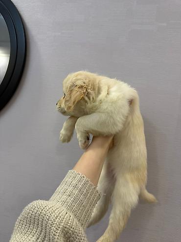 İtlər: 1 ay, Dişi, Peyvəndli — 3