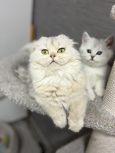 Продажа кошек: Скотиш Фолд (Шотландская вислоухая), 2 месяца, Девочка — 4