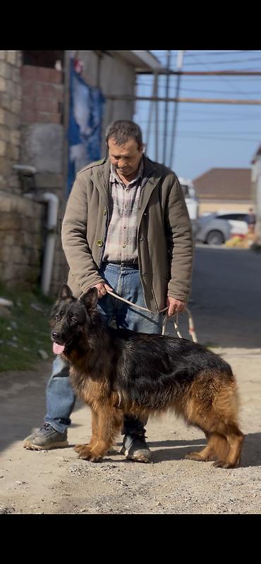 xasqi itler: Alman çoban iti, 8 il, Dişi, Sənədli — 6
