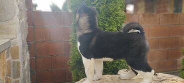 Psi: Na prodaju 3 muška šteneta iz vrhunskog legla, od oca Balua, oba pola — 9