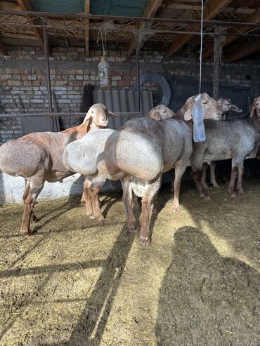 Бараны, овцы: Продаю | Баран (самец) | Гиссарская, Полукровка | Для разведения | Племенные, Осеменитель