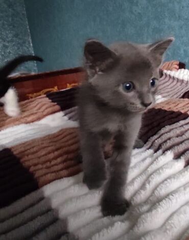 Pişiklər: Erkək, Yaxşı əllərə — 6