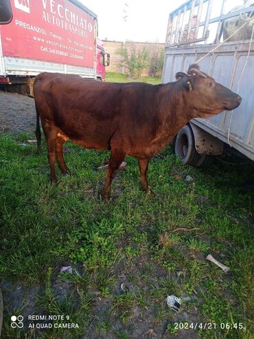 корова бишкек: Продаю | Корова (самка) | Алатауская | Для молока | После отела