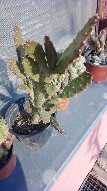 Kaktus: Kaktusi – više vrsta (Opuntia i Mammillaria) - Opuntia (indijske — 12