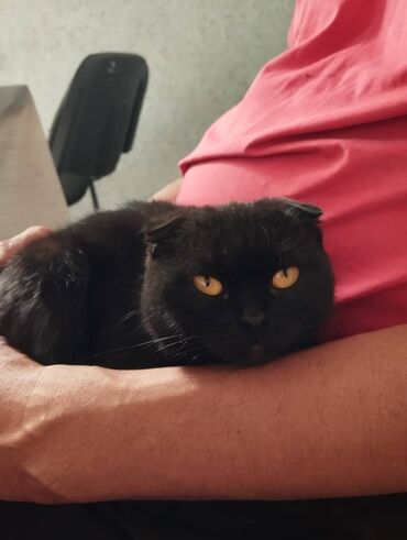сколько стоят шотландские вислоухие кошки: Скотиш Фолд (Шотландская вислоухая), 11 месяцев, Девочка, Черный, Приучена к лотку, С прививками