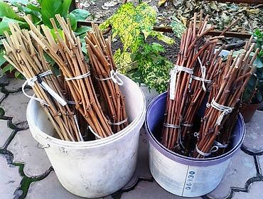 Фрукты и ягоды: Черенки винограда для проращивания из них саженцев. Имеется около 10 — 1