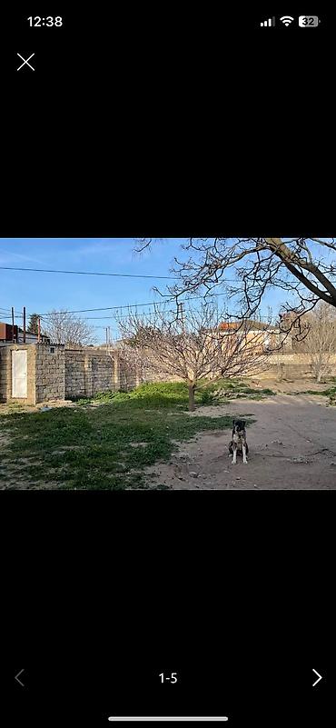bugdanın qiyməti: 8 sot, Kənd təsərrüfatı, Barter mümkündür, Bələdiyyə — 3