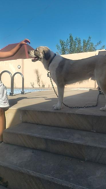 doberman itləri: 11 ay, Erkək, Peyvəndli, Ünvandan götürmə — 3