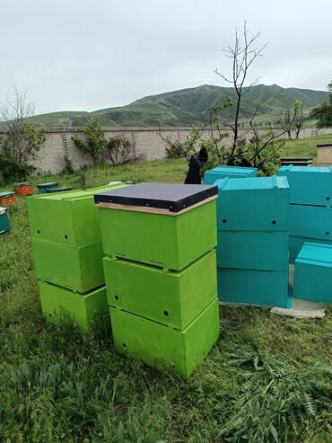 Другое оборудование для бизнеса: Ищу инвестора для развития и расширение пчеловодство позвоните обсудим