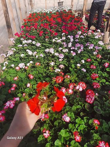 Otaq bitkiləri: Geran zonali Topdan və pərakəndə satış 🌹Hər növ sərfəli dekorativ — 9