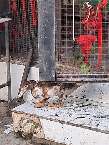 dəniz məhsulları satışı: Macar sort ördəylər lal ya dilli ördey hem diri satışı hemde — 1