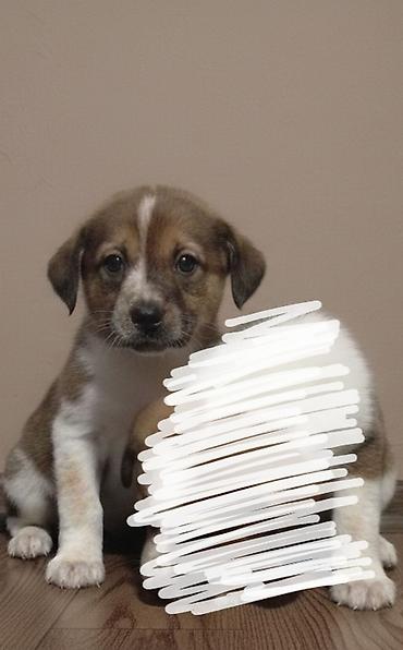 İtlər: 2 ay, Erkek — 2