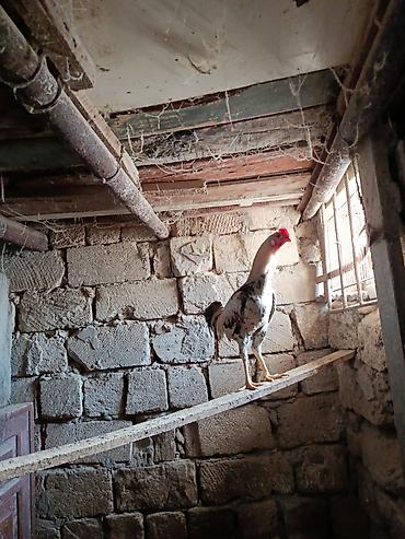 Toyuqlar: Toyuq, Yumurtalıq -da lalafo.az — 5 Toyuqlar: Toyuq, Yumurtalıq — 5