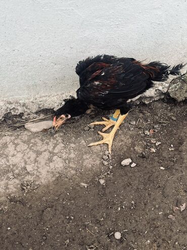 Xoruzlar: Xoruz, il: <1 — 3