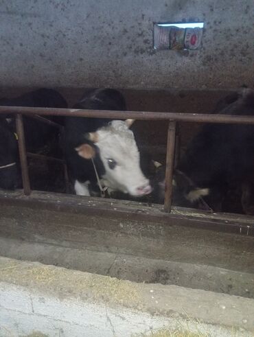 Коровы, быки: Продаю | Бык (самец) | На откорм | Привязанные — 6