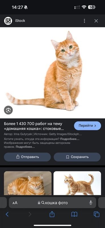 домик для кошек: Рыжий кот с полосатым окрасом. У кота зеленые глаза и заметные усы. Он