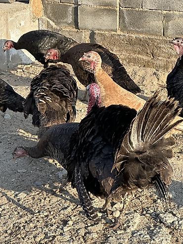 Птицы: 9 самок и 5 петухов 
Молодые крупные — 5