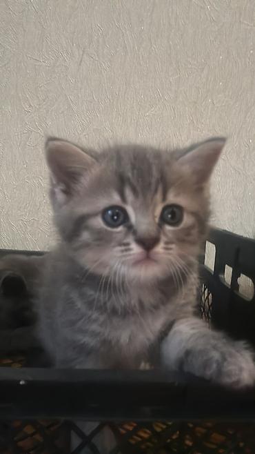 husky sekilleri: Britan, Dişi, Yaxşı əllərə — 9