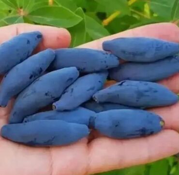 Şitillər: Sarı və qırmızı və qara moruq (çəpər) tingləri5-3-10 Məhsul: - Açıq — 14