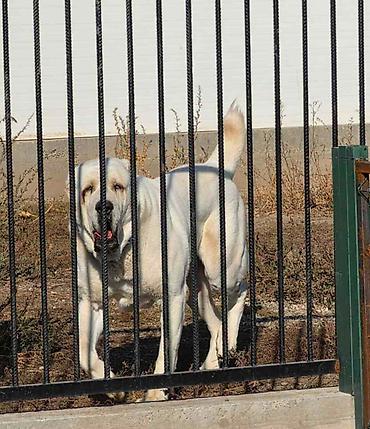 bulldog: Vrhunski A Z I J A T za parenje Azijat 3 godine sa 51 izlozbom i — 1