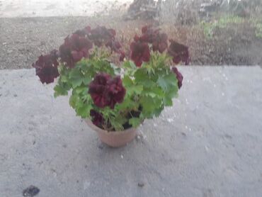 домашние растение: Герань королевская черная,большой куст с крупными соцветиями