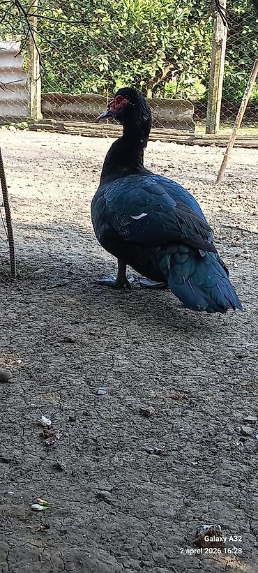 Ördəklər: Erkək, | Lal ördək, Ətlik — 2