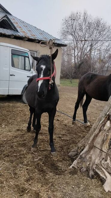 Лошади, кони: Продаю | Жеребенок | Полукровка | Для разведения | Племенные — 1