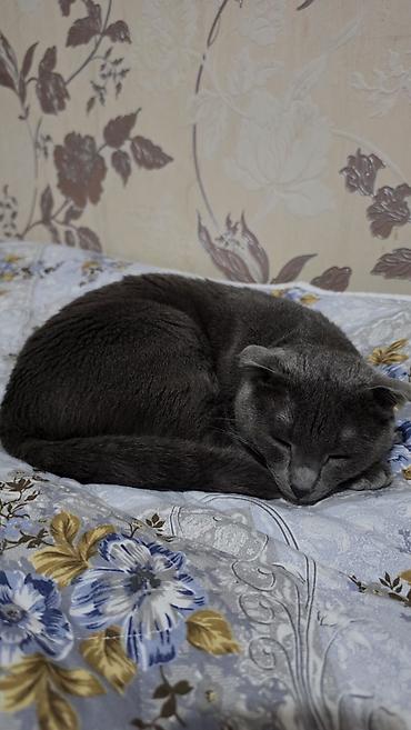 голубая шотландская кошка: Скотиш Фолд (Шотландская вислоухая), 1 год, Мальчик, Голубой, Приучена к лотку, Проглистована — 2