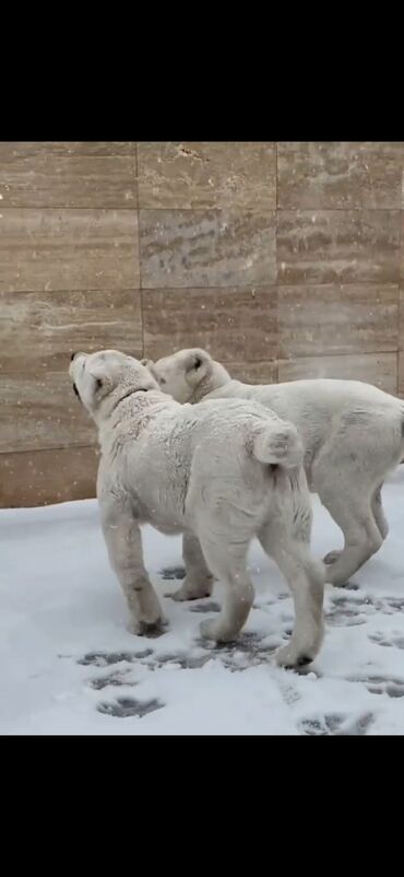 İtlər: Alabay — 3