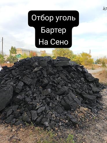 Балыкчыда отбор комур бар
Малга чопко бартер карайм