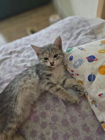 сиамские котята в дар: Кошка даром: Беспородная, Девочка, С прививками