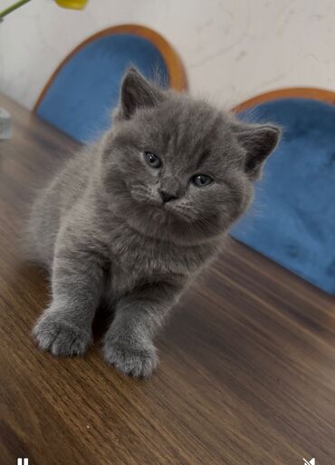 Pişiklər: Britan yastı qulaq, Erkək, Dişi, Yaxşı əllərə, Ünvandan götürmə, Pulsuz çatdırılma, Ödənişli çatdırılma — 7