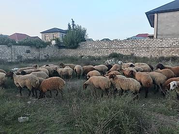 mini toy pudel: Dişi, Qala, il: 1, 50 kq, Damazlıq, Ünvandan götürmə — 6