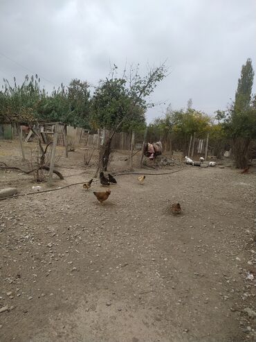 Uzunmüddətli kirayə mənzillər: Satis ucun təqdim olunan 4 otaqli heyet evi Satilir Ev yeni temirden -da lalafo.az — 15 Uzunmüddətli kirayə mənzillər: Satis ucun təqdim olunan 4 otaqli heyet evi Satilir Ev yeni temirden — 15