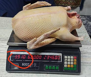 для мяса: Домашняя птица, режим на заказ, по предварительному заказу, халал — 3