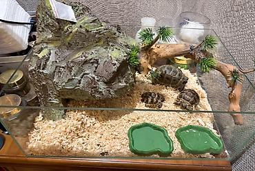 siberian wellness qurd dermani: Şüşə terrarium – quru iqlimdə yaşayan kiçik sürünənlər üçün tam hazır — 1