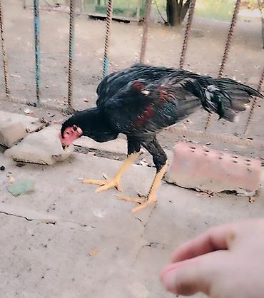 ana bala inək: Toyuq, Damazlıq — 2