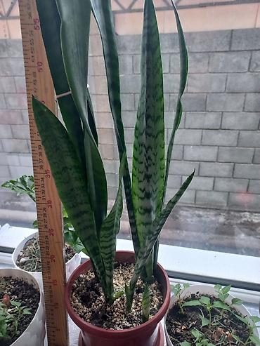 джут: Комнатные растения и подвес для кашпо - Сансевиерия (Sansevieria — 2