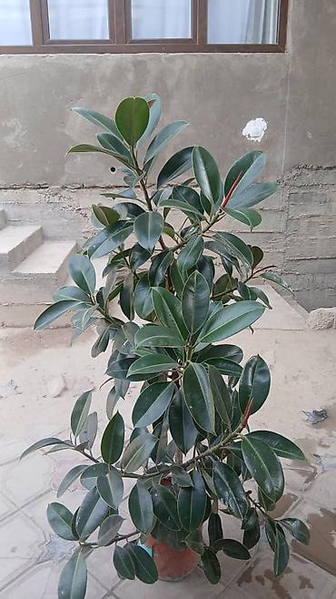 пальма вашингтония: Фикус эластика (Ficus elastica, каучуковое дерево) в горшках — 6