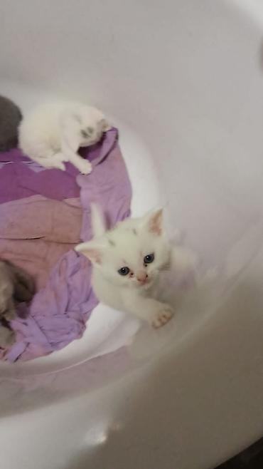 Pişiklər: Erkək, Dişi, Yaxşı əllərə, Ünvandan götürmə, Ödənişli çatdırılma, Rayonlara çatdırılma — 6